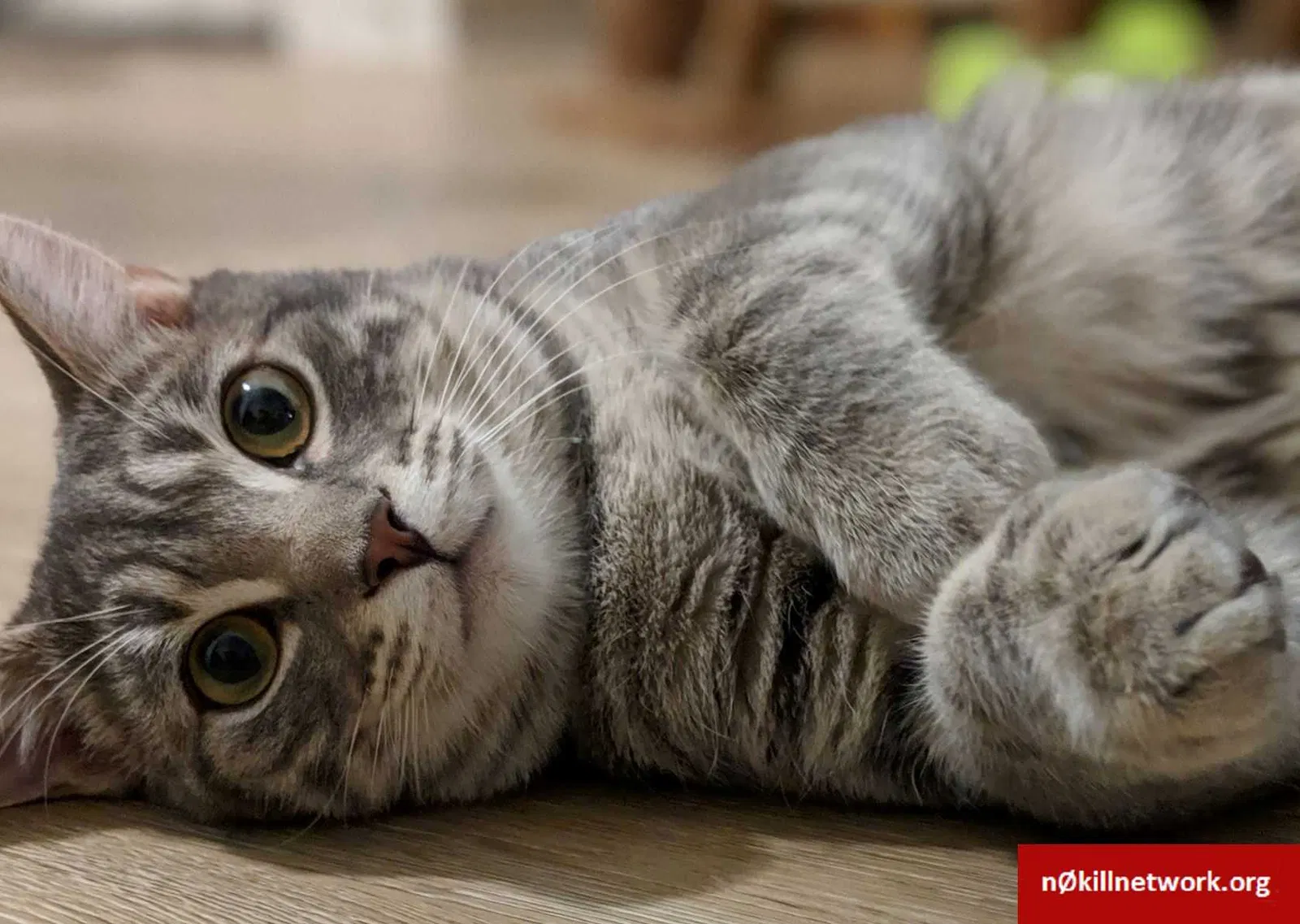 Lost cat in Greenville, SC, 29601