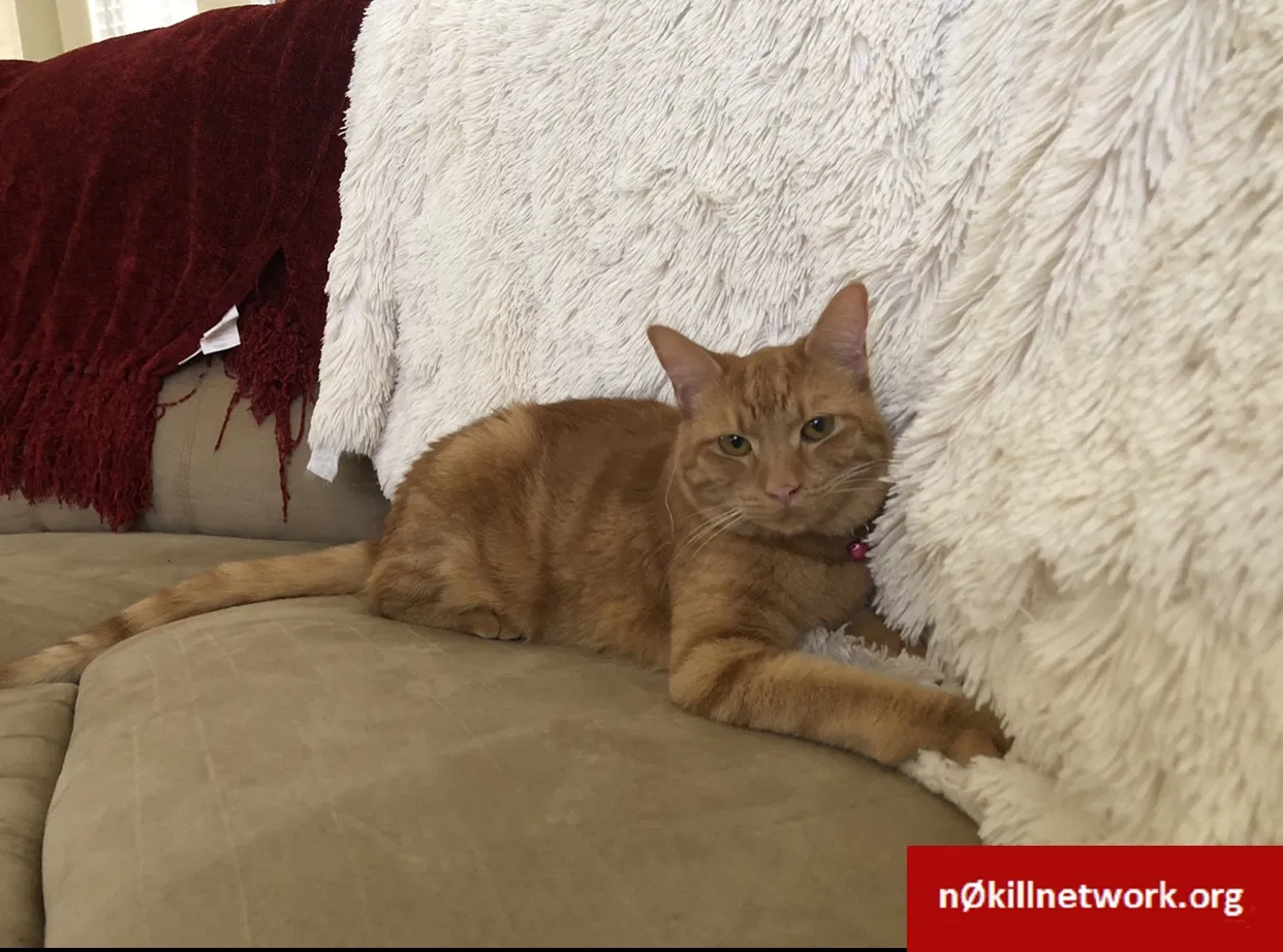 Lost cat in Antelope, CA, 95843