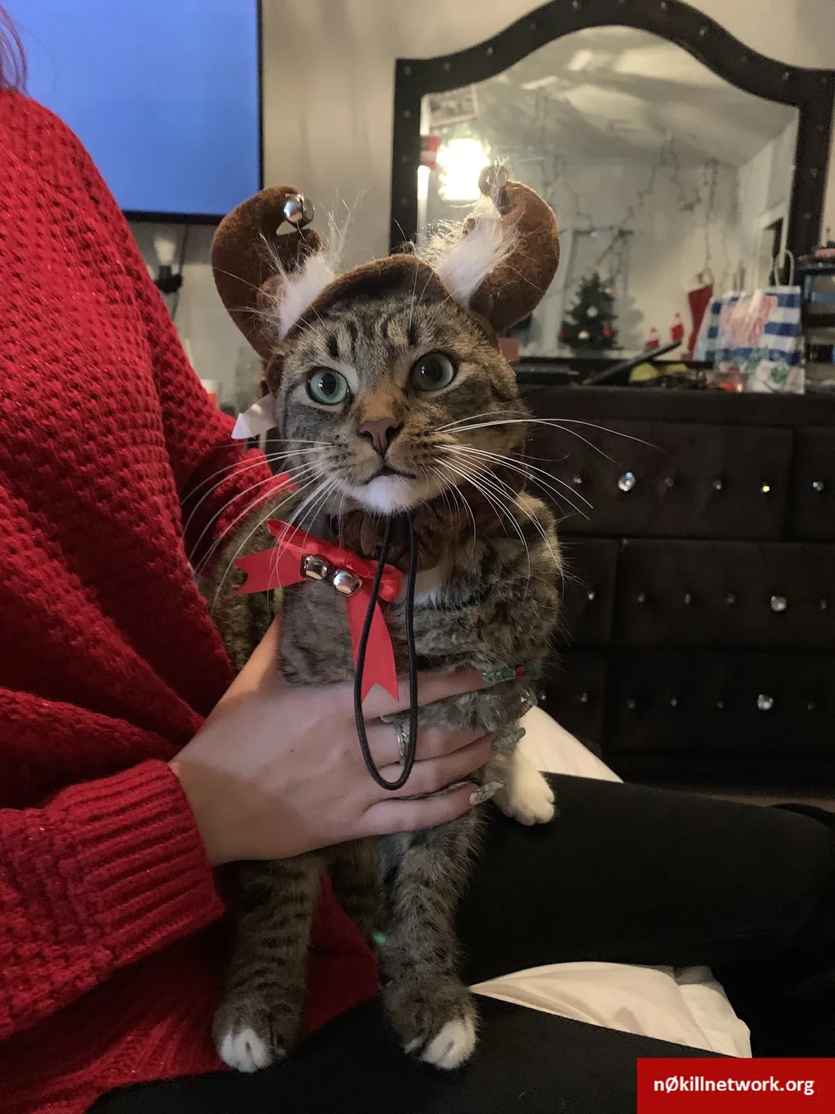 Lost cat in Menifee, CA, 92584