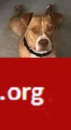 Lost dog in Denver, CO, 80228