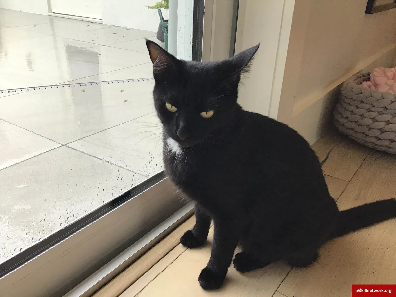 Lost cat in Orlando, FL, 32804