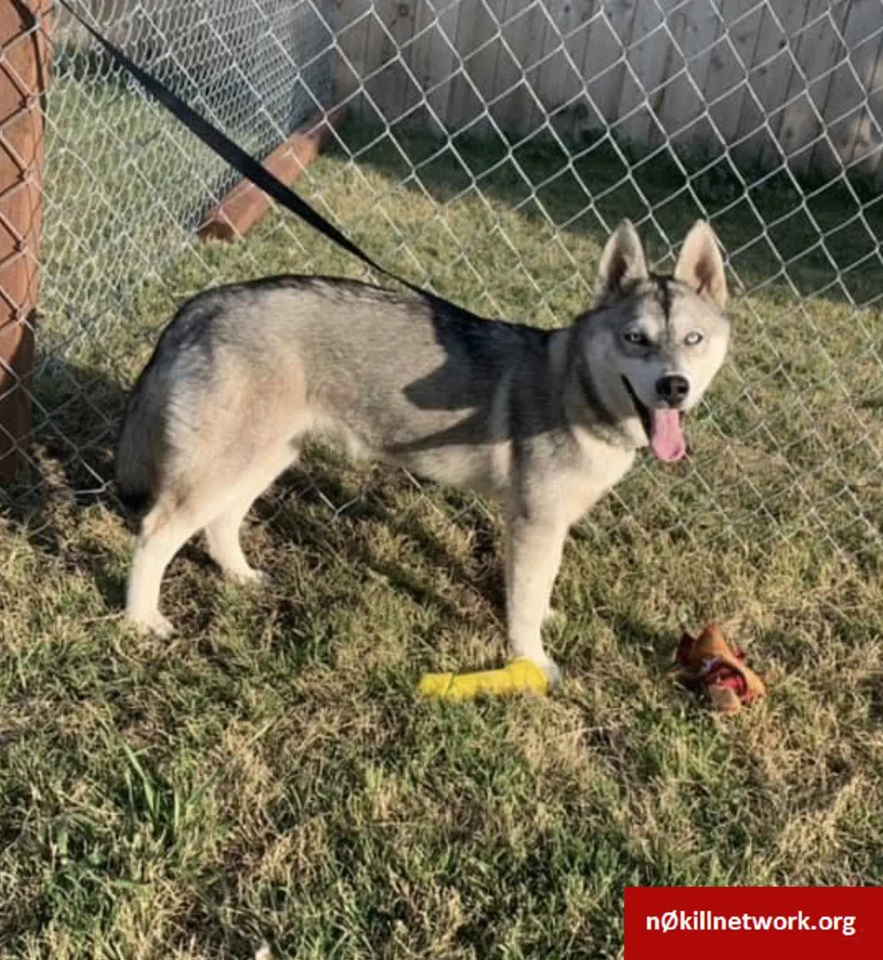 Lost dog in Fresno, CA, 93726