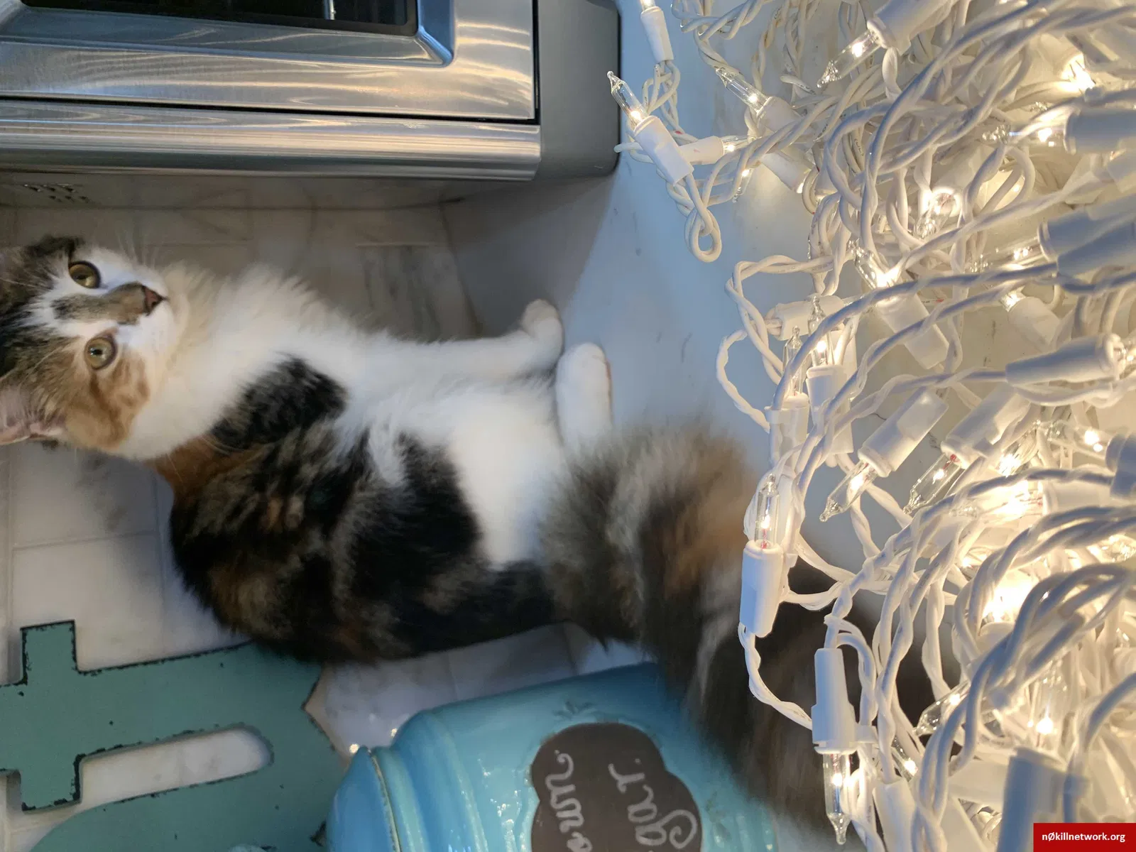 Lost cat in Aurora, IL, 60504