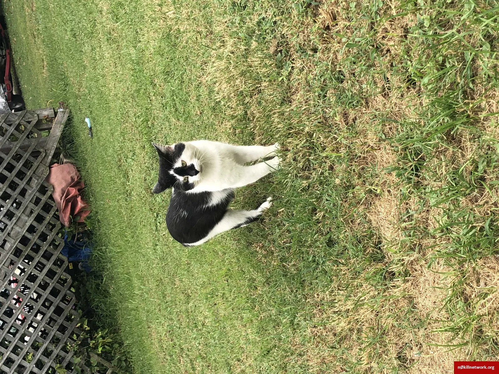 Lost cat in Frankfort, KY, 40601