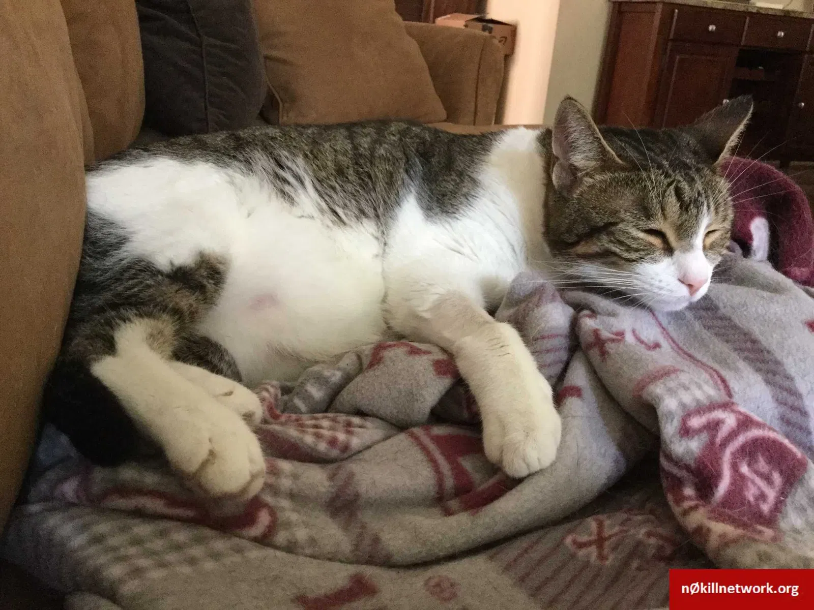 Lost cat in Cypress, TX, 77433