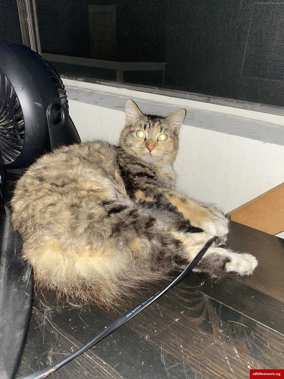 Lost cat in Long Beach, CA, 90802