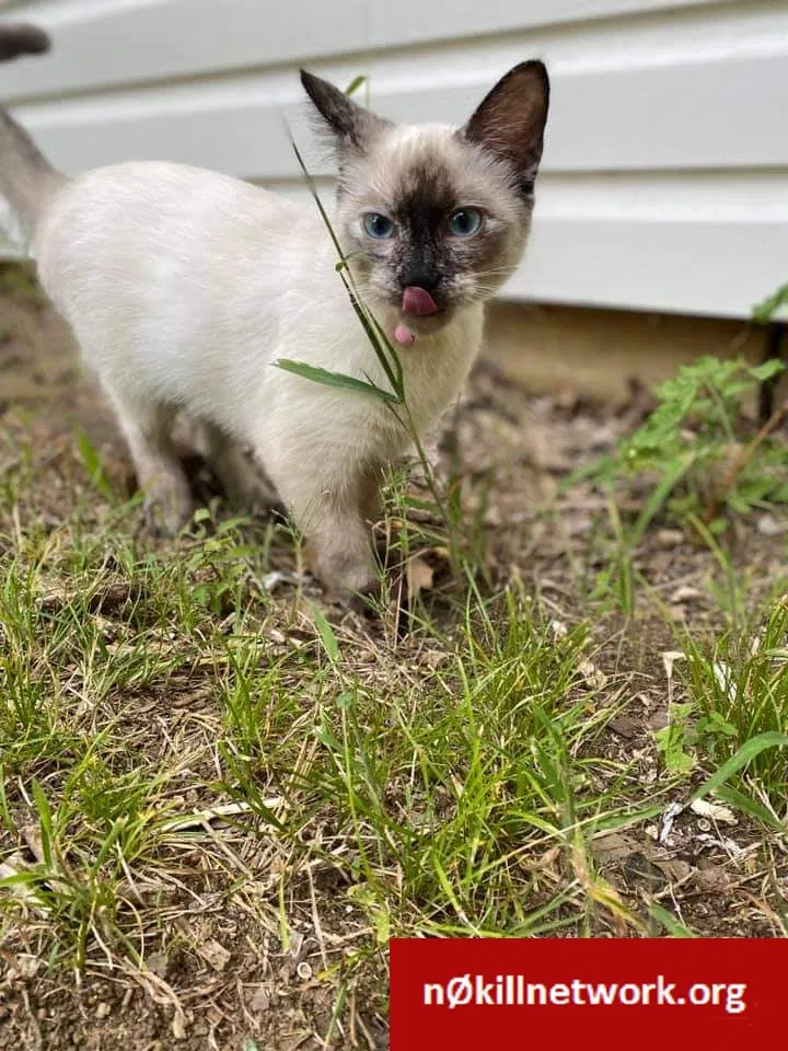 Lost cat in Tulsa, OK, 74107