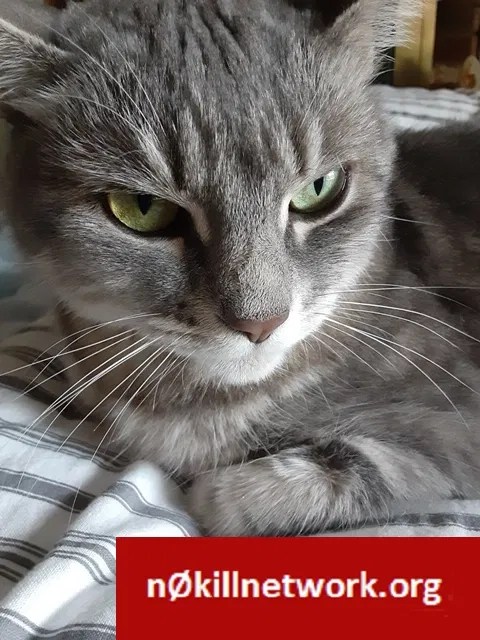 Lost cat in Milford, CT, 6461