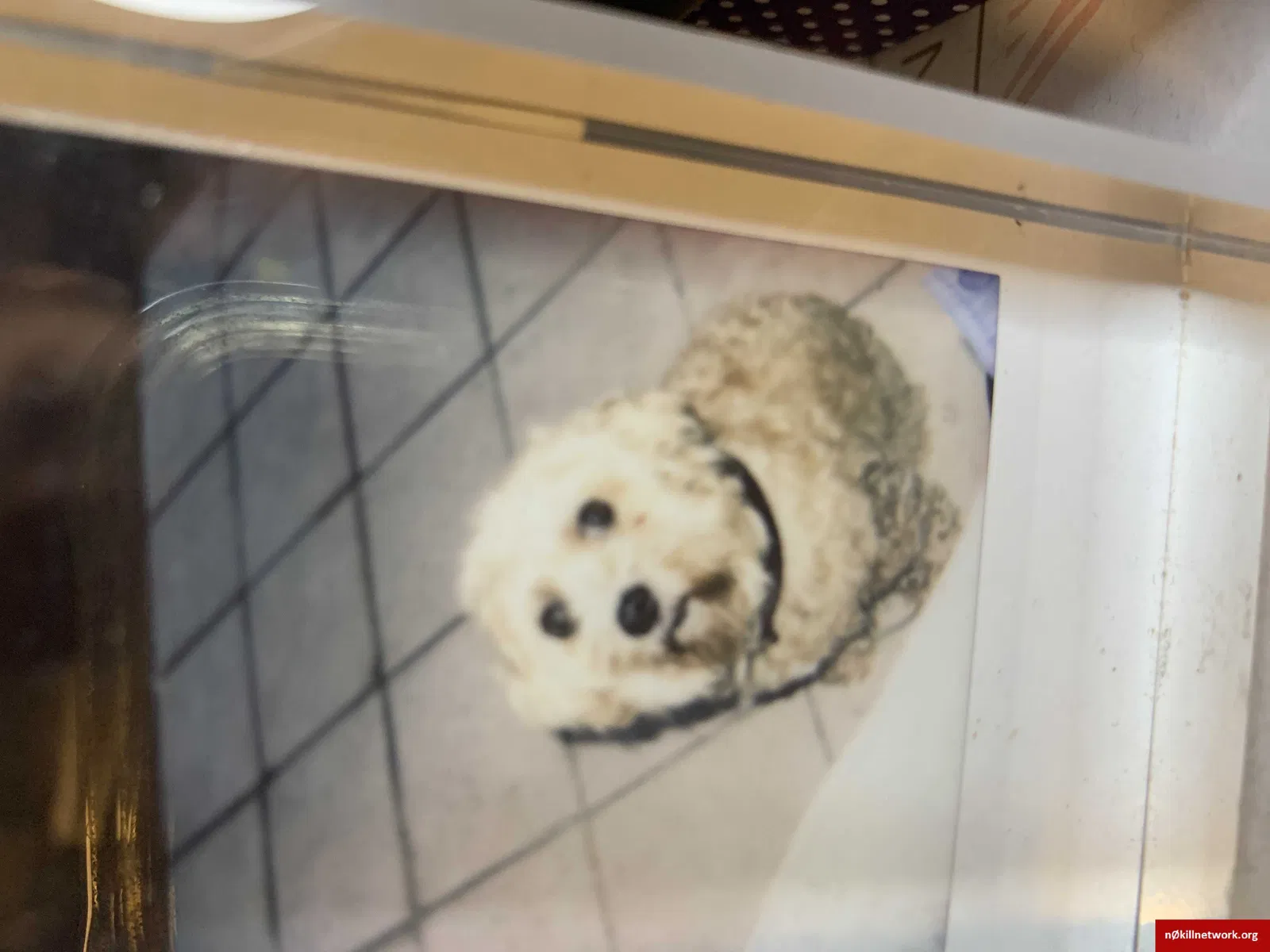 Lost dog in Seattle, WA, 98104