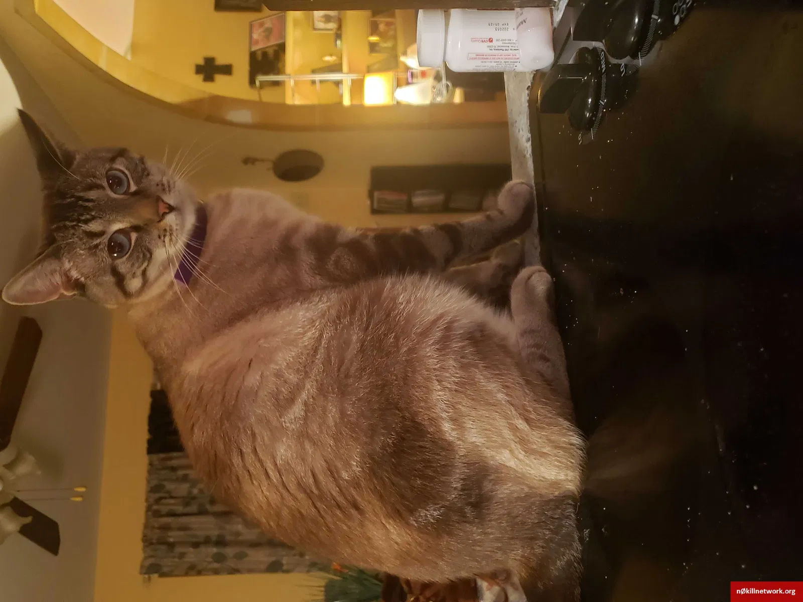Lost cat in Mohnton, PA, 19540