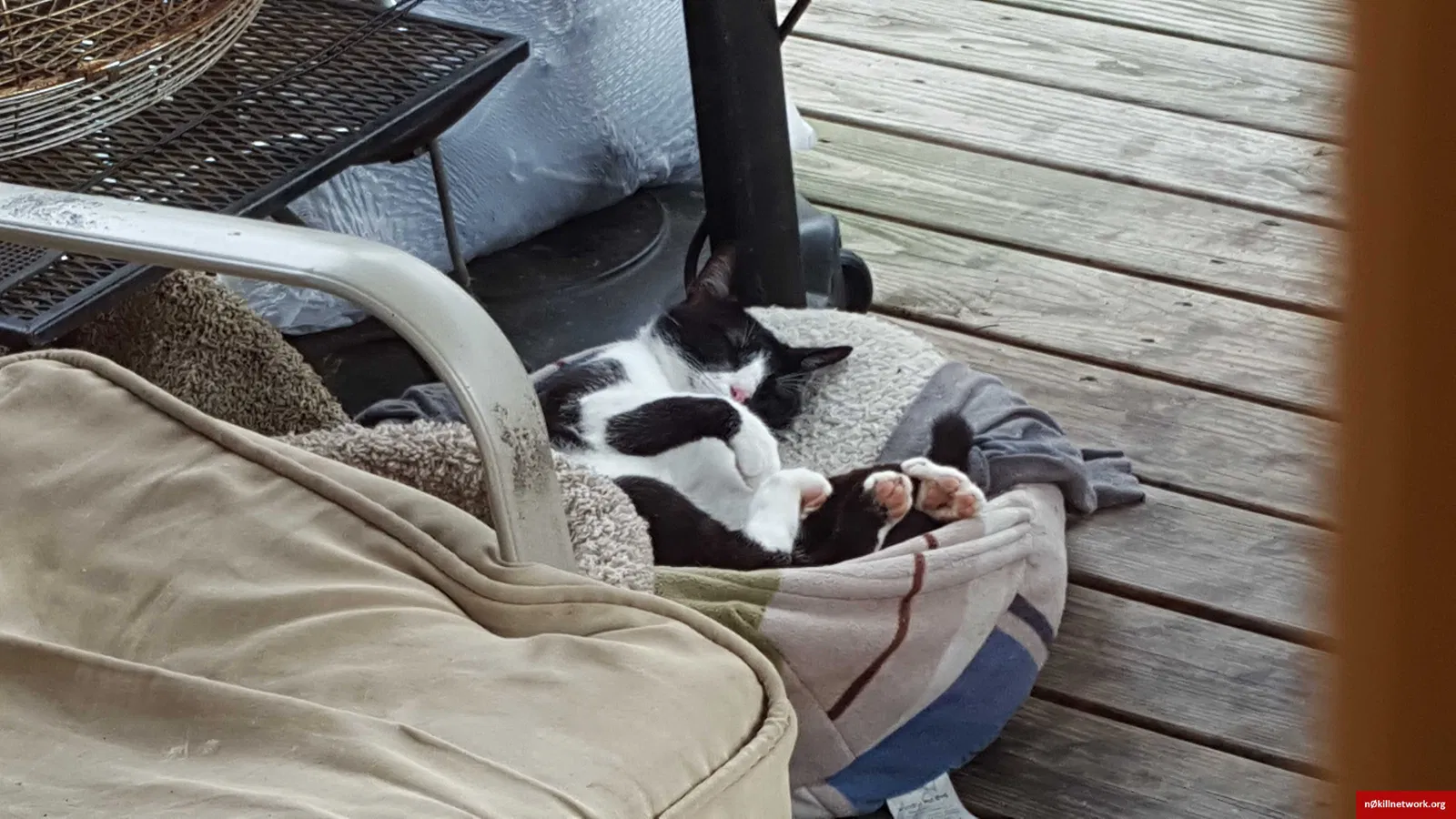 Lost cat in Odenville, AL, 35120
