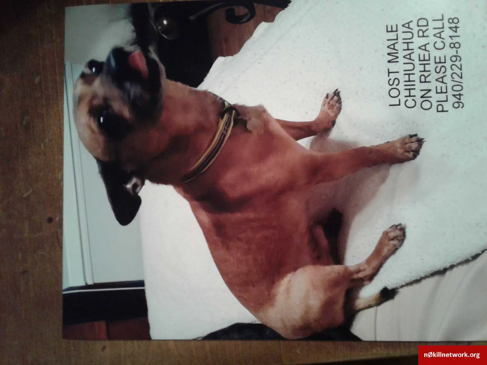 Lost dog in Wichita Falls, TX, 76308