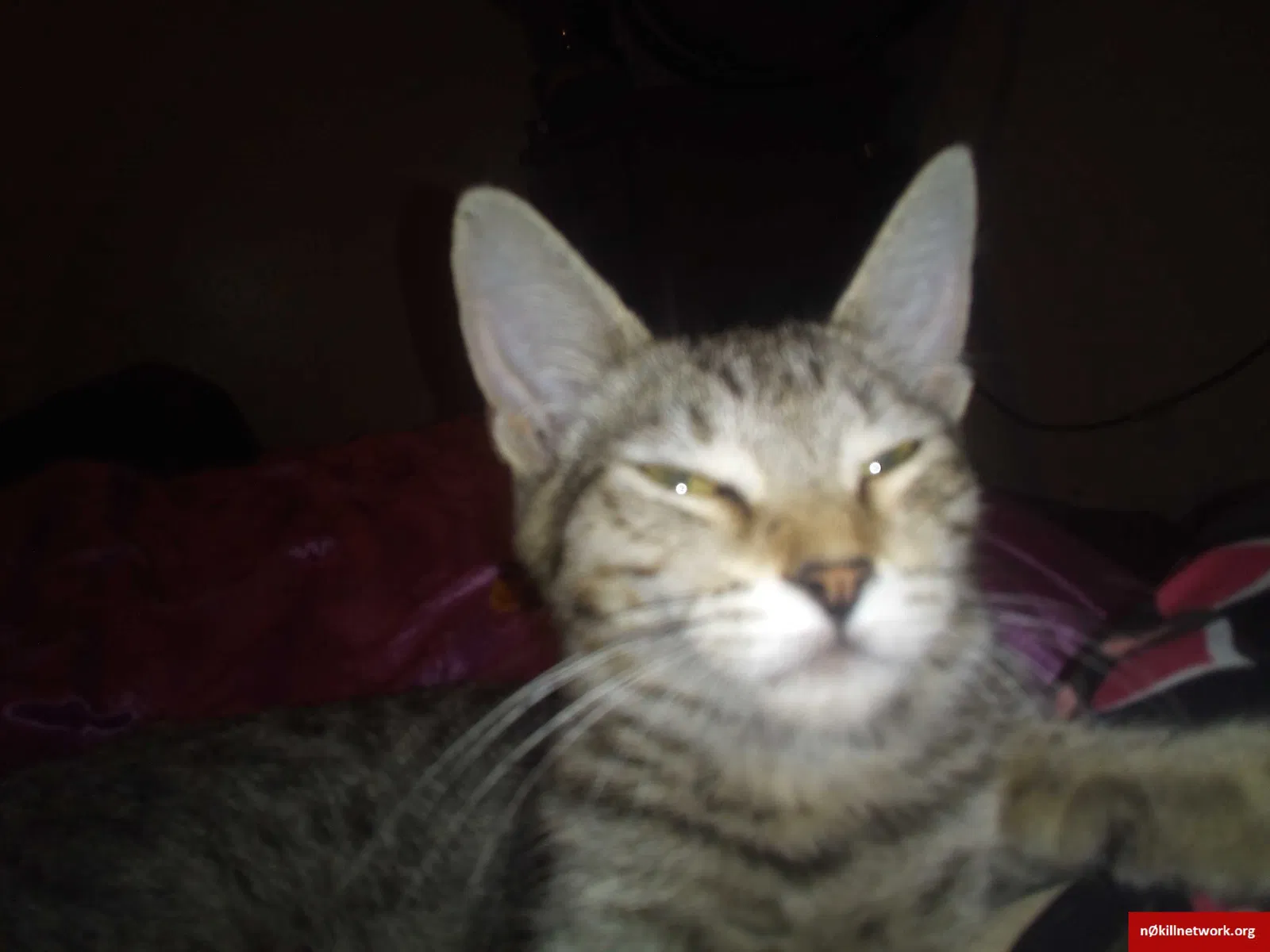Lost cat in Bakersfield, CA, 93305