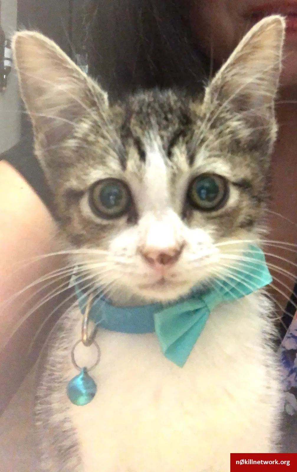 Lost cat in Odem, TX, 78370