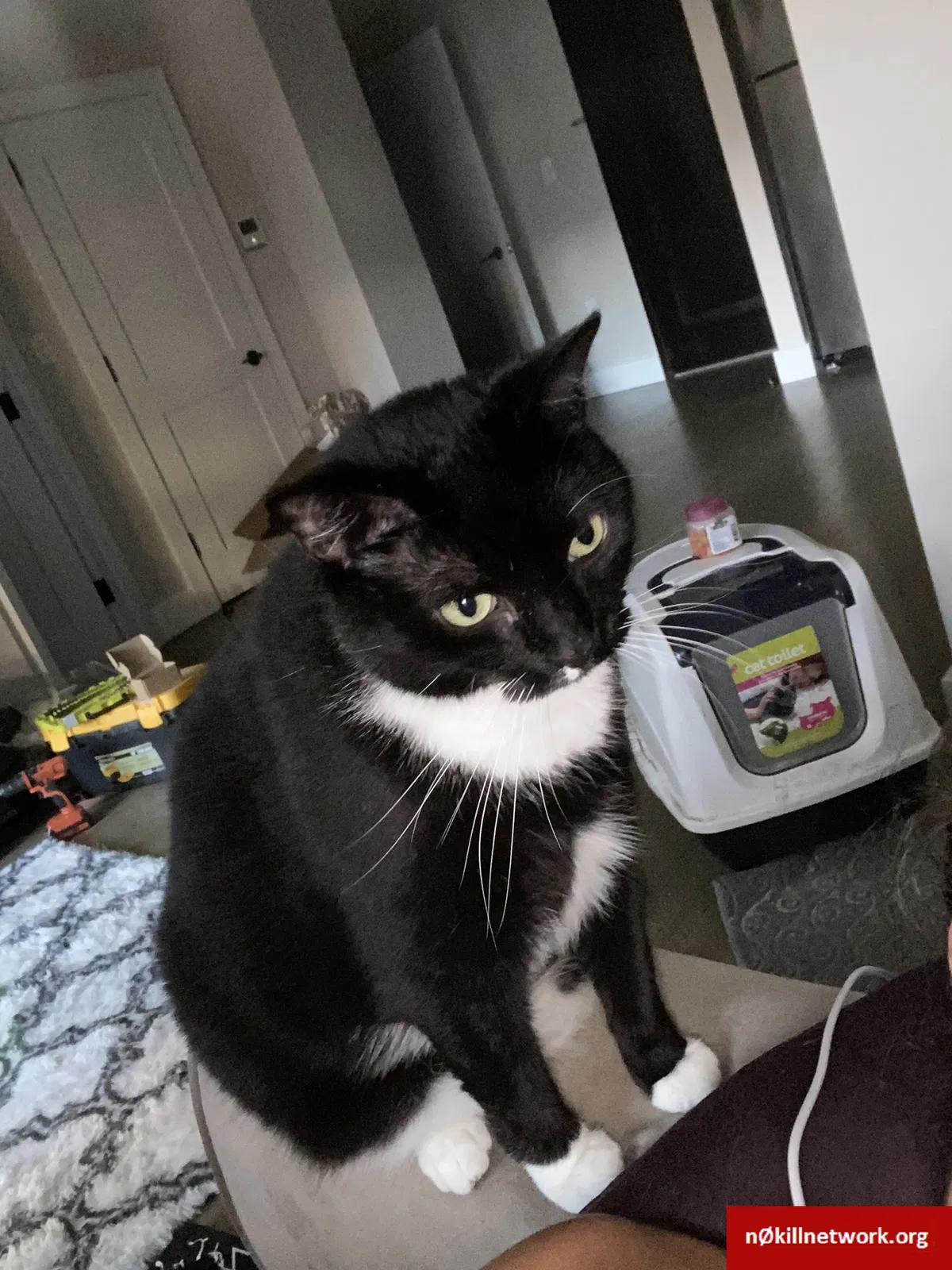 Lost cat in Brooklyn, NY, 11224