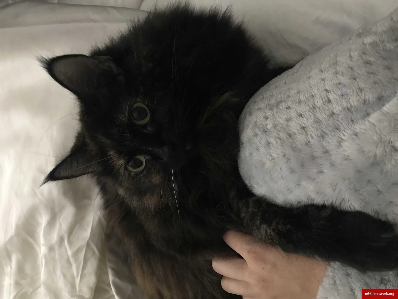 Lost cat in Bellevue, WA, 98005