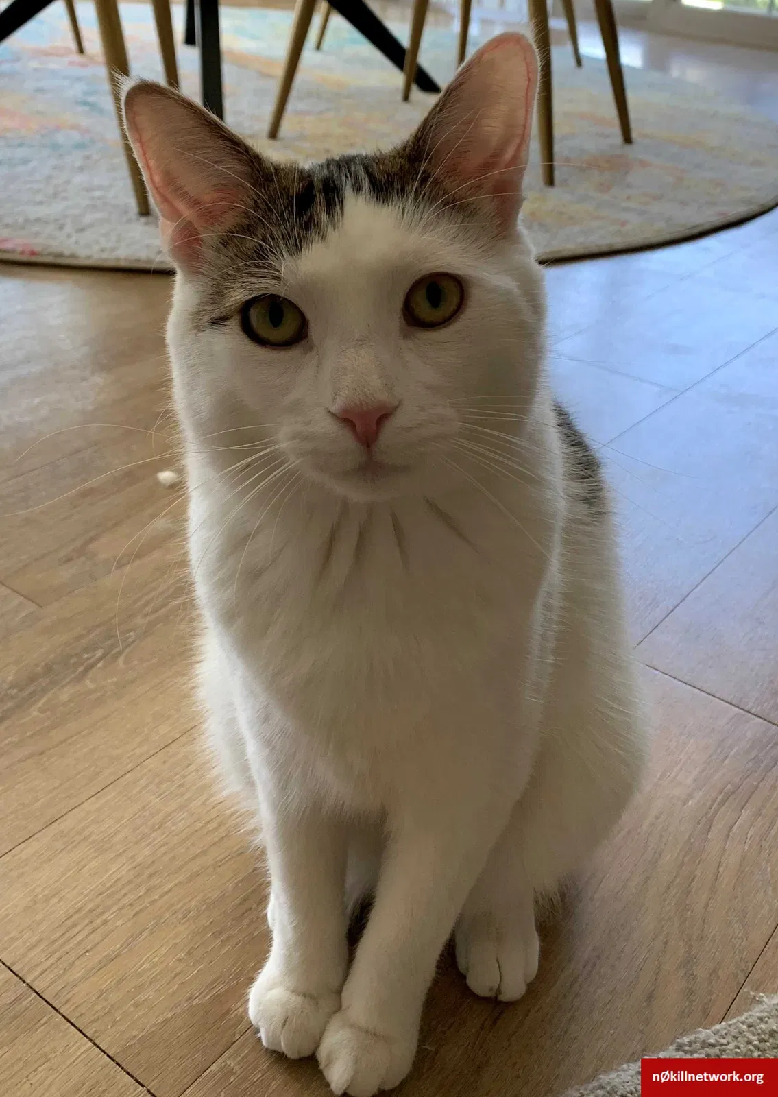 Lost cat in Clifton, VA, 20124