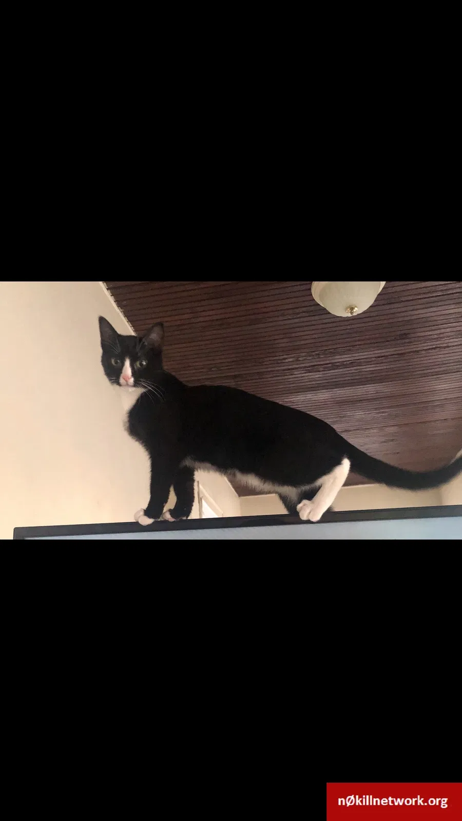 Lost cat in Minneapolis, MN, 55411
