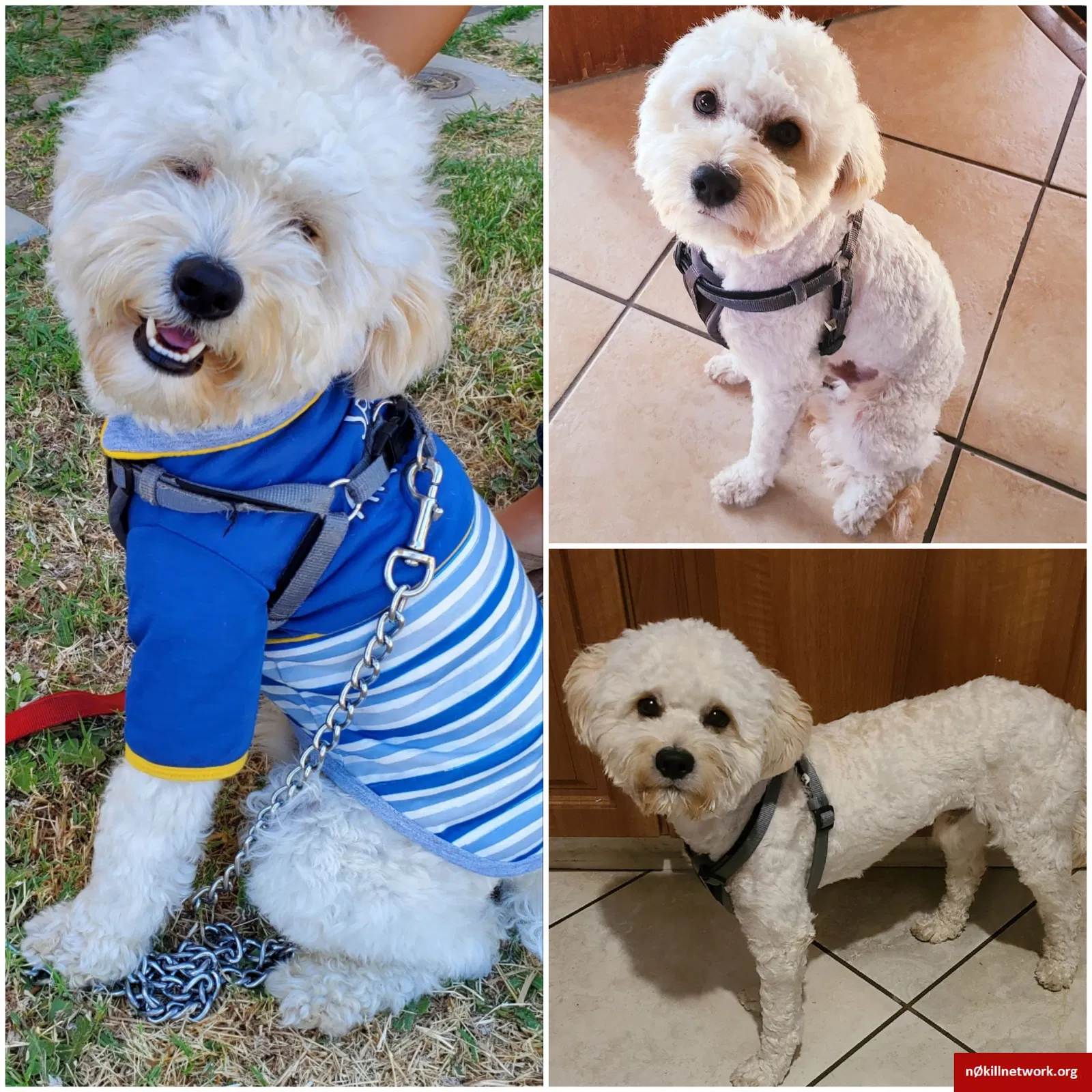 Lost dog in Fullerton, CA, 92832