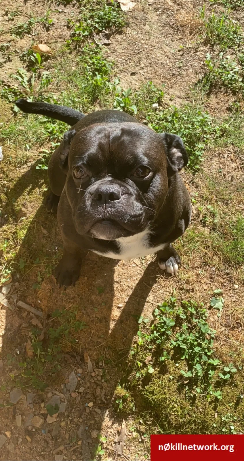 Lost dog in Stone Mountain, GA, 30083