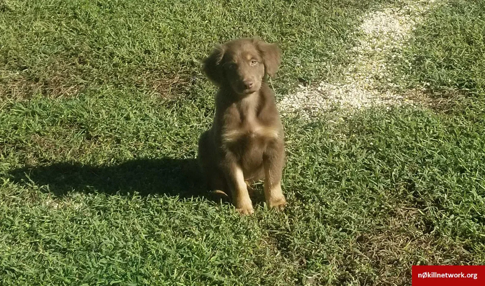 Lost dog in Rio Rancho, NM, 87124