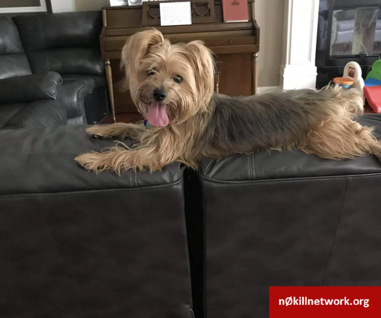 Lost dog in Altheimer, AR, 72004