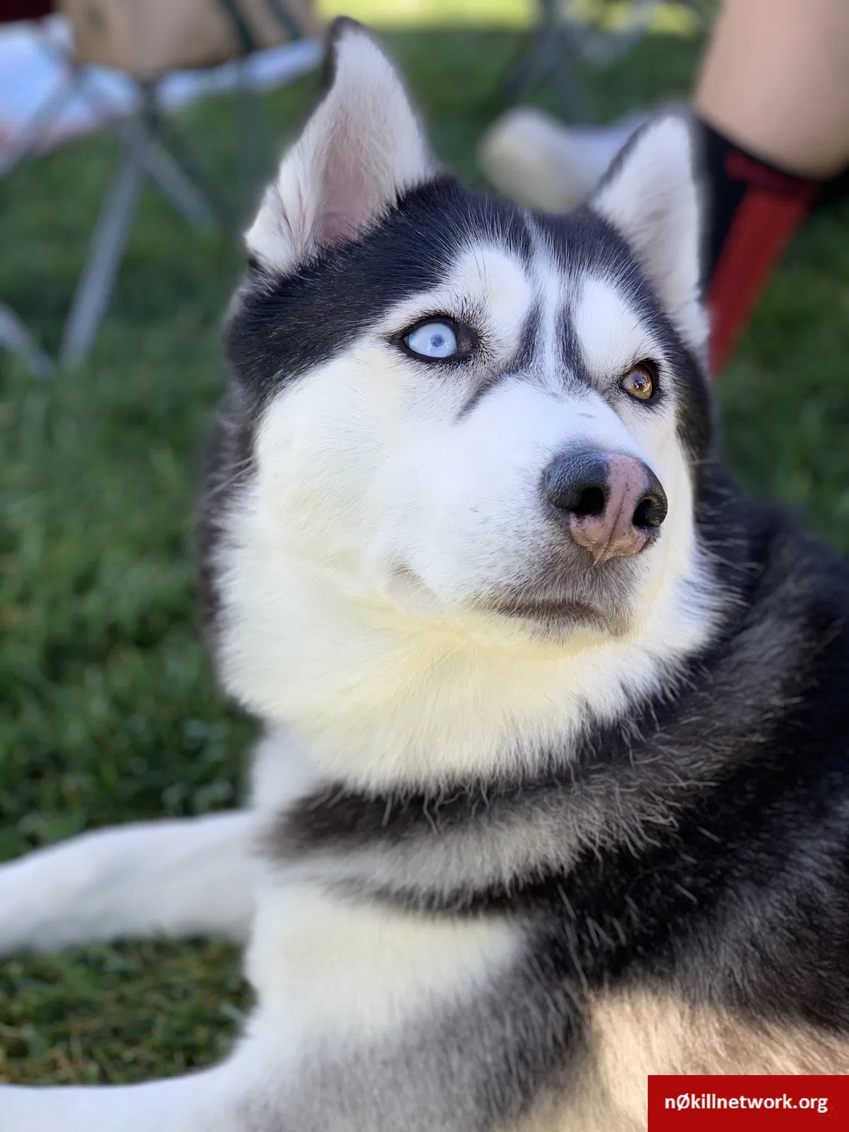 Lost dog in San Pablo, CA, 94806