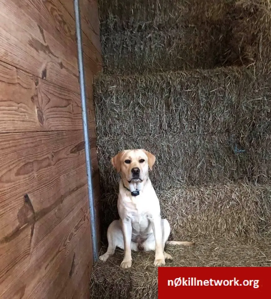 Lost dog in Westminster, MD, 21158