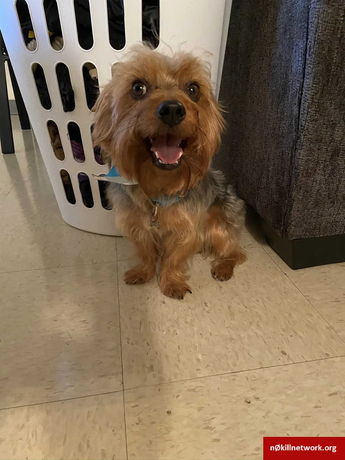 Lost dog in Fort Hood, TX, 76544