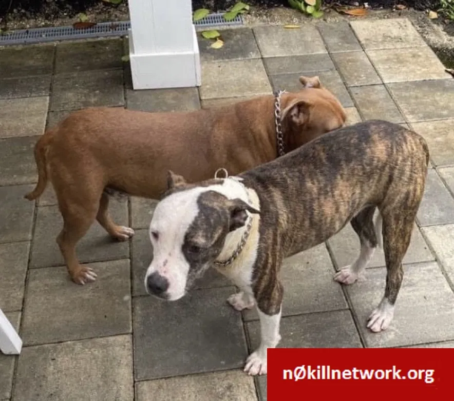 Lost dog in Miami, FL, 33177