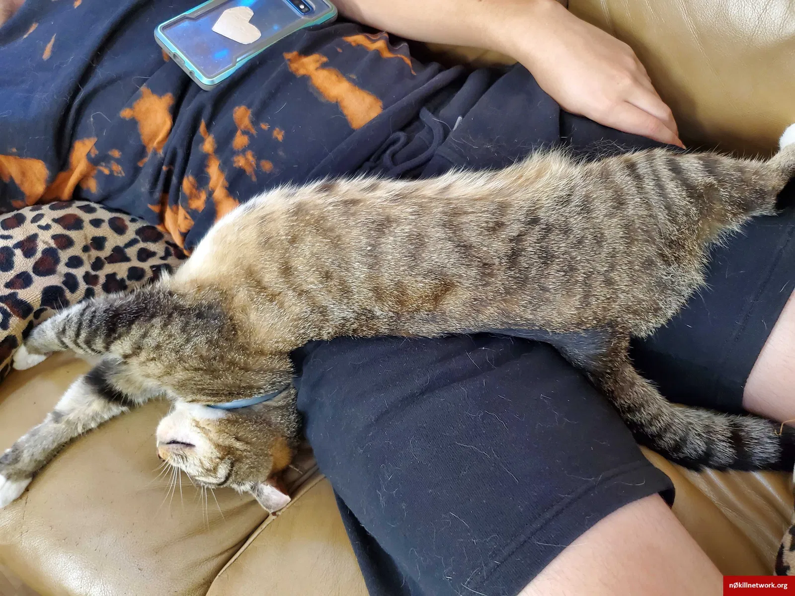 Lost cat in Export, PA, 15632
