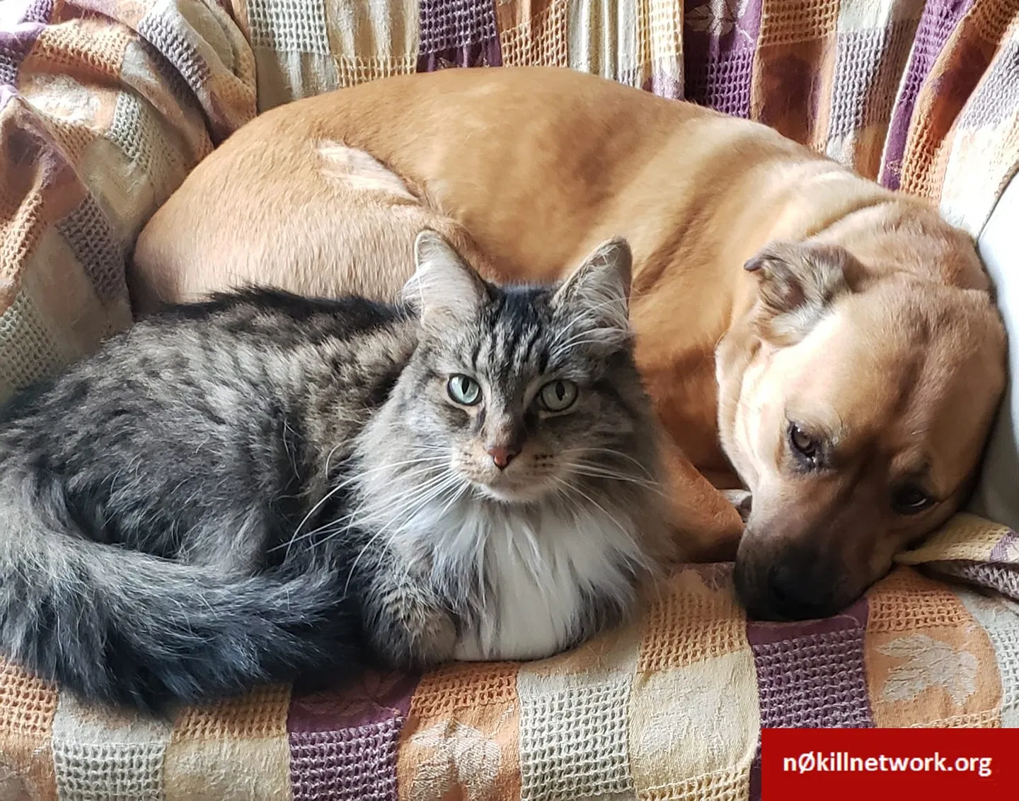 Lost cat in Grand Rapids, MI, 49503