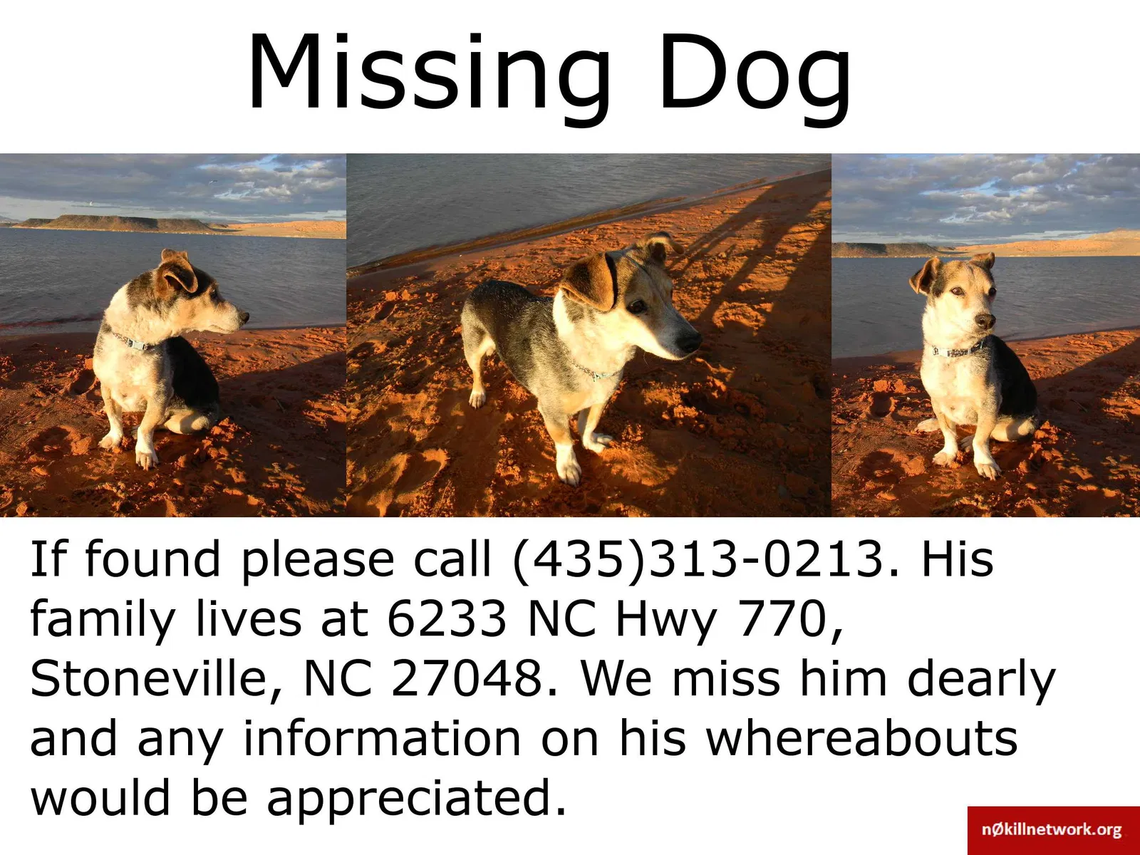 Lost dog in Stoneville, NC, 27048
