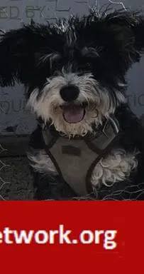 Lost dog in Albuquerque, NM, 87105