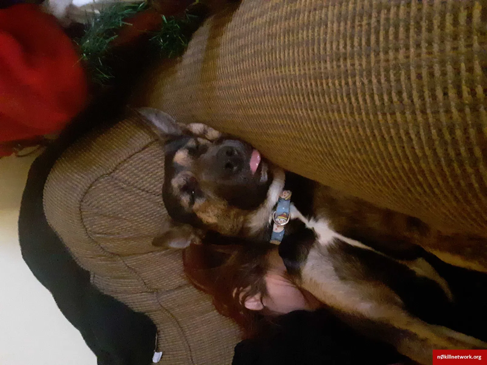 Lost dog in Canton, OH, 44706