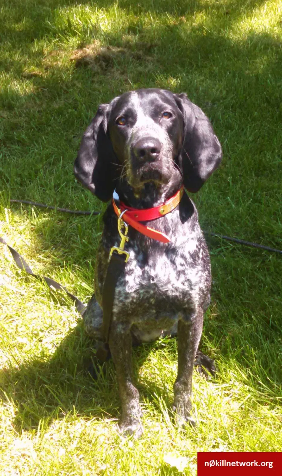 Lost dog in Bay Minette, AL, 36507