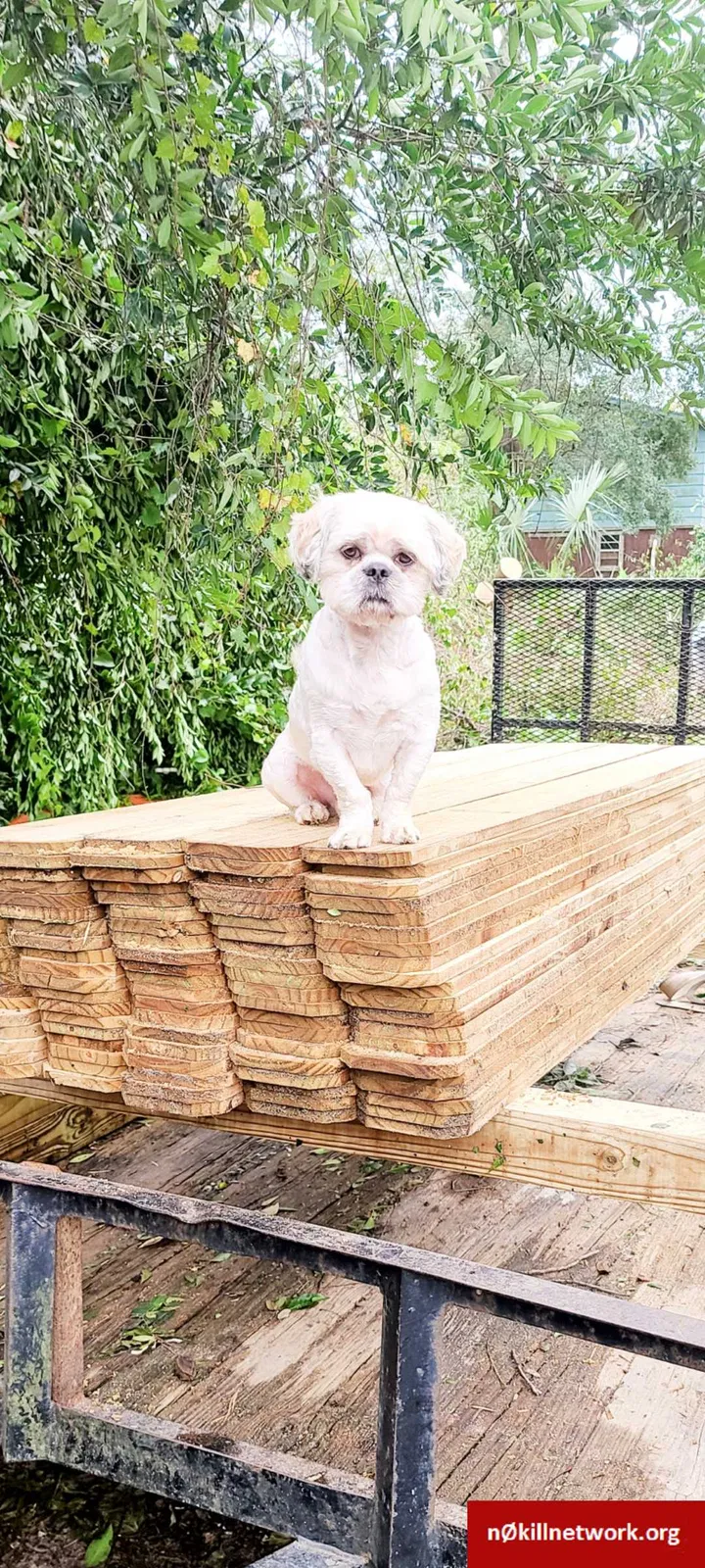 Lost dog in Pensacola, FL, 32505