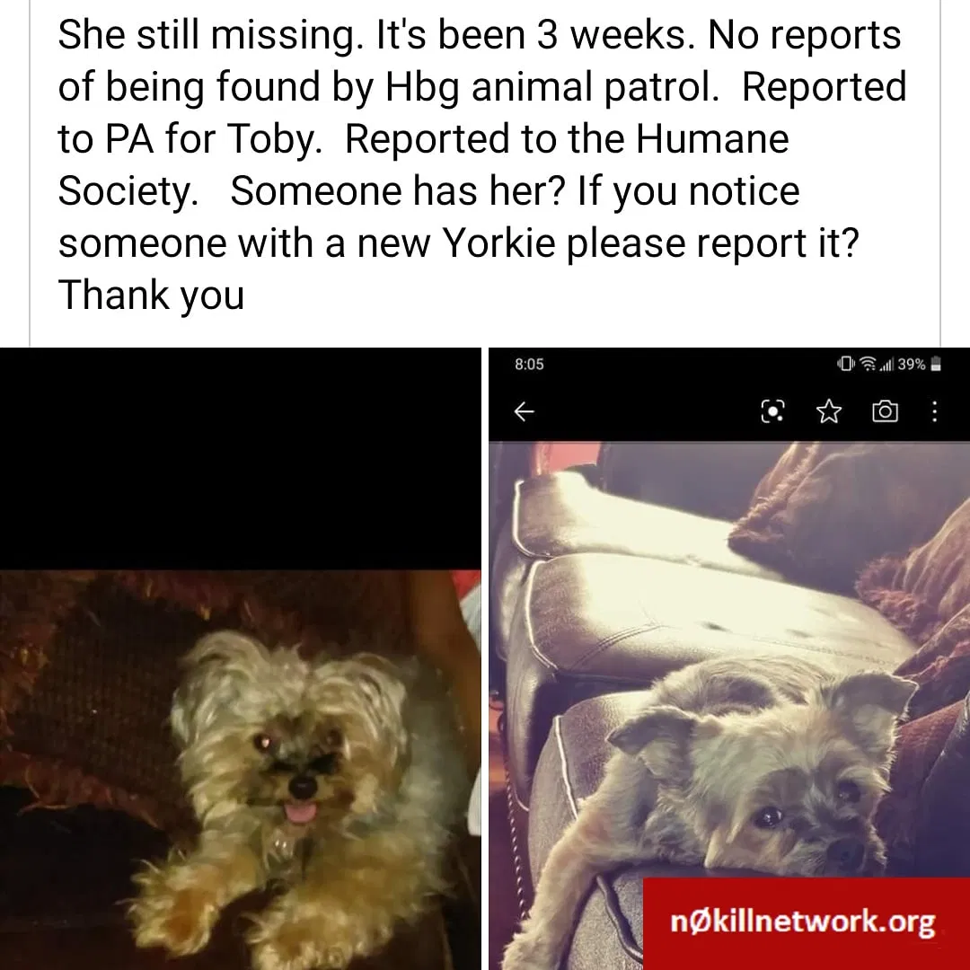 Lost dog in Harrisburg, PA, 17104