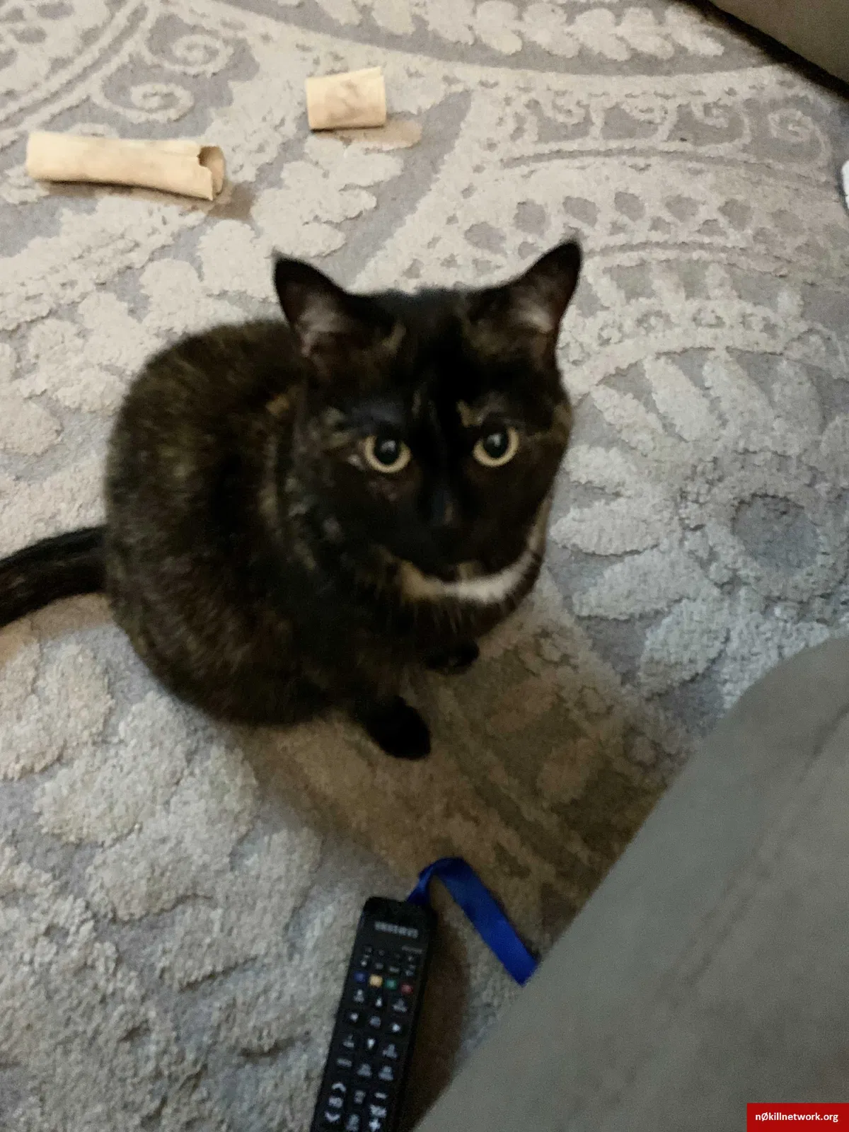 Lost cat in Buffalo, NY, 14225