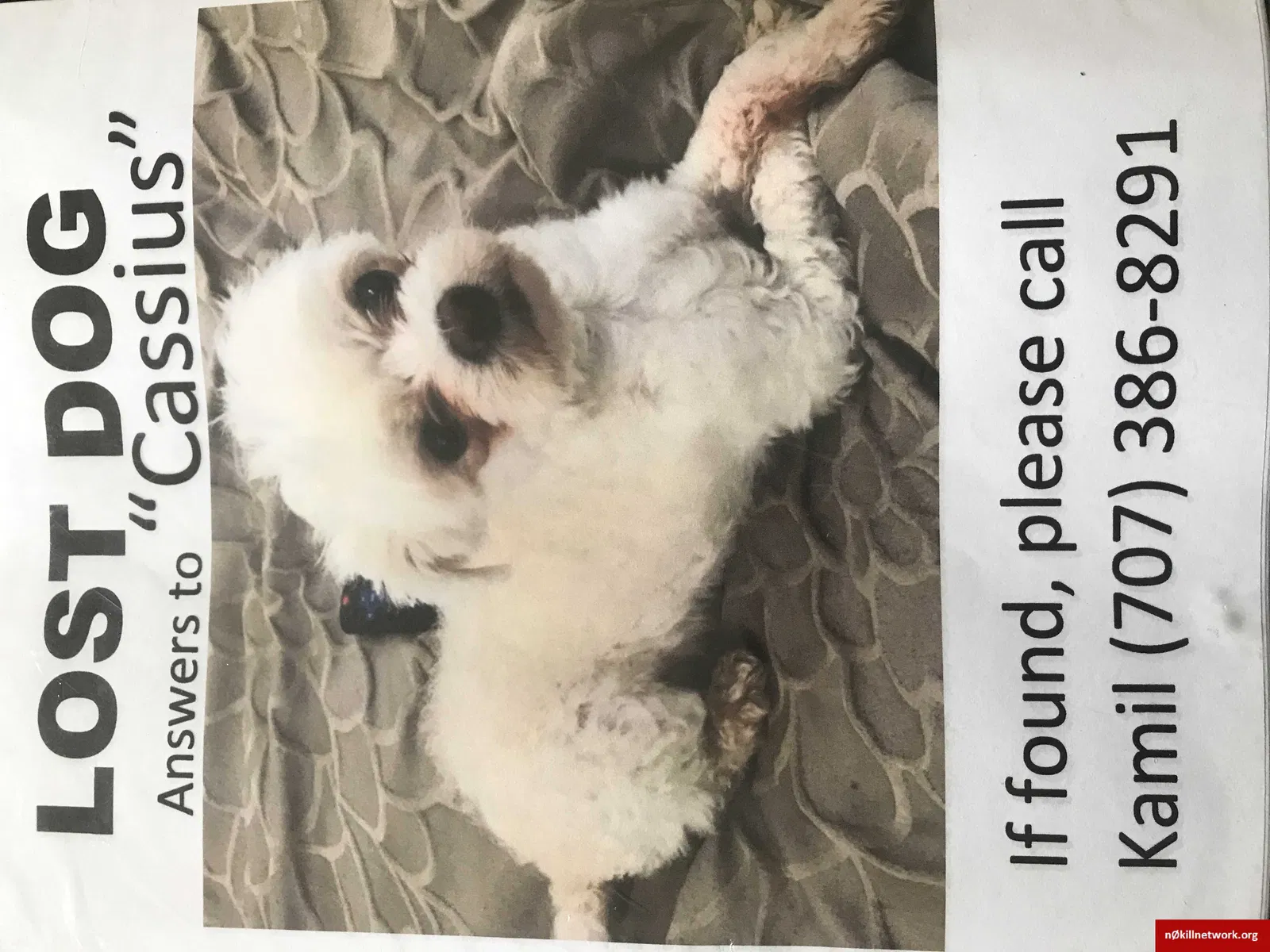 Lost dog in Berkeley, CA, 94702