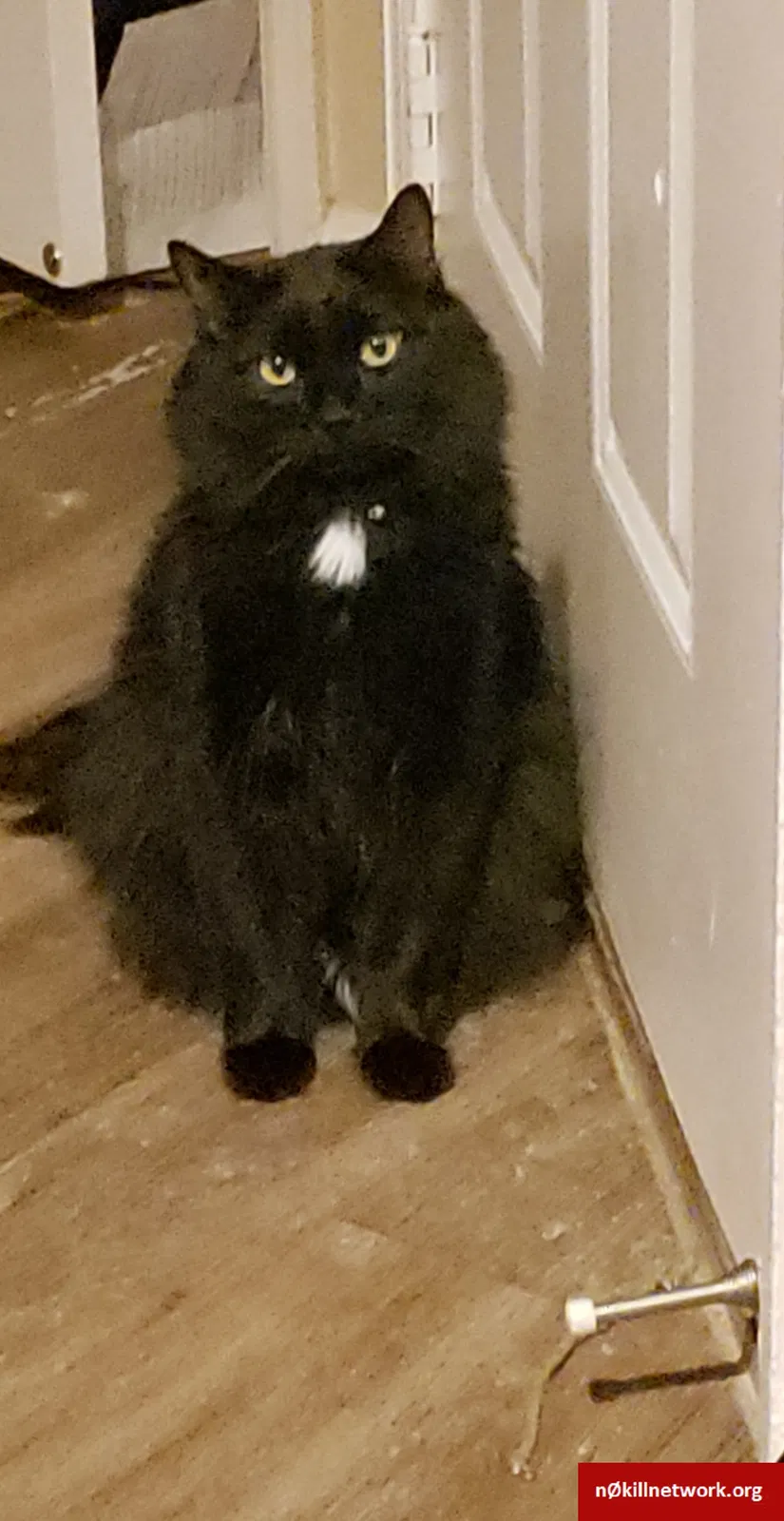Lost cat in Colorado Springs, CO, 80906