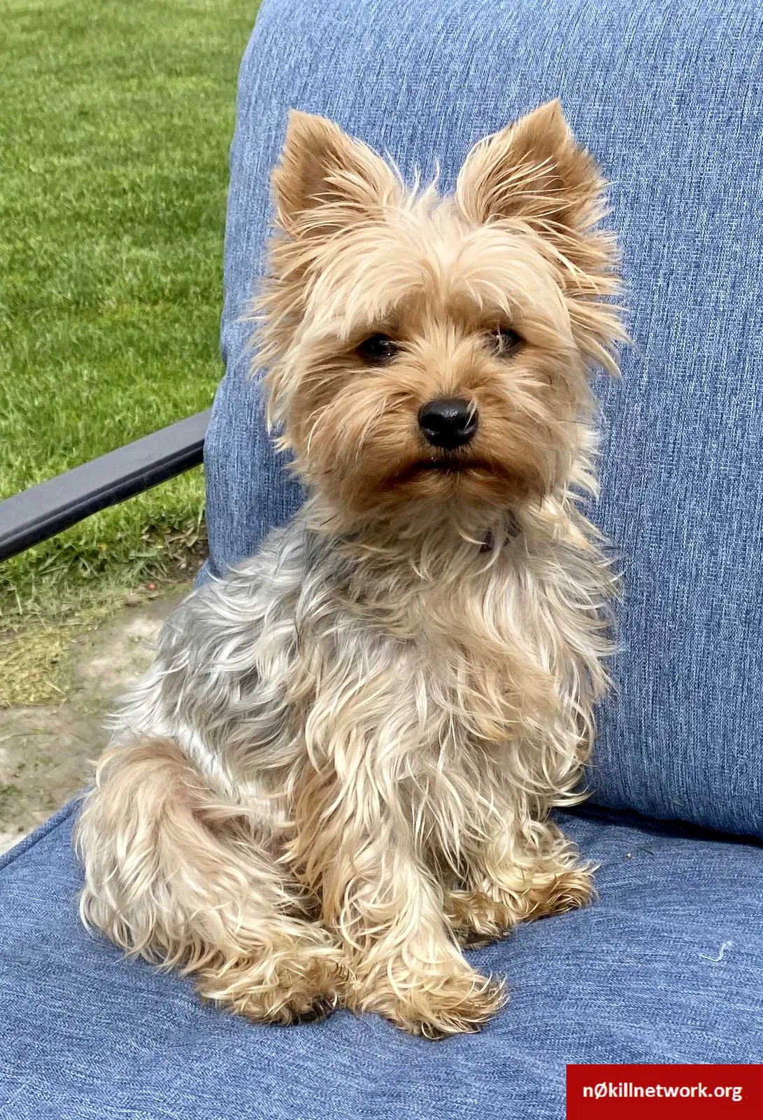 Lost dog in La Salle, CO, 80645
