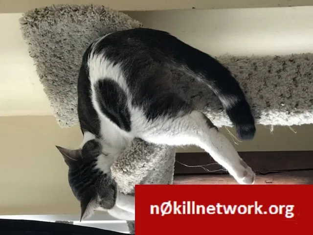 Lost cat in Colorado Springs, CO, 80911