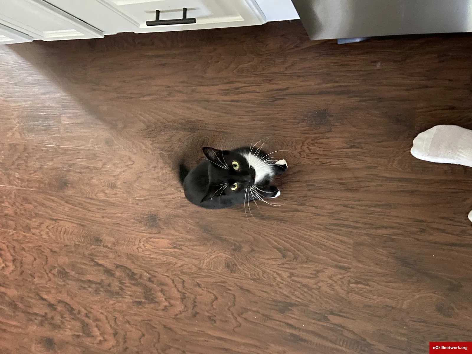 Lost cat in Ringgold, GA, 30736