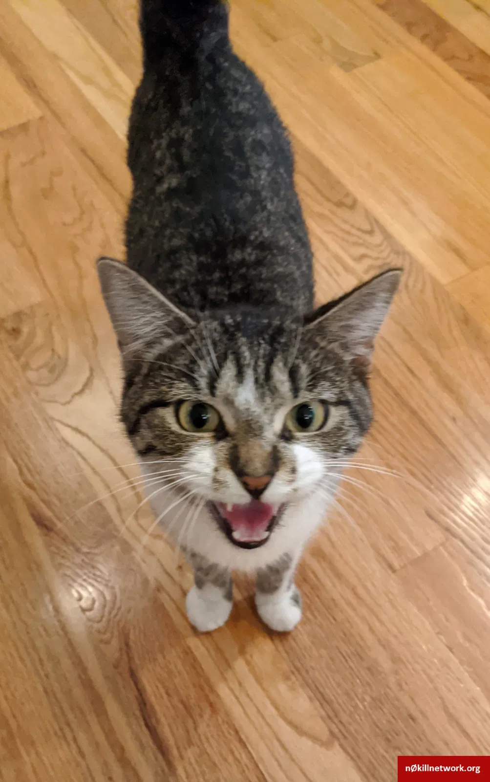 Lost cat in West Hartford, CT, 6110