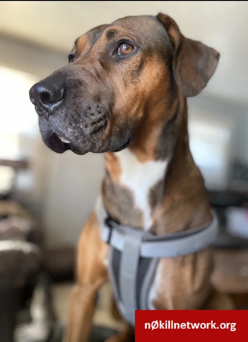Lost dog in Bakersfield, CA, 93308