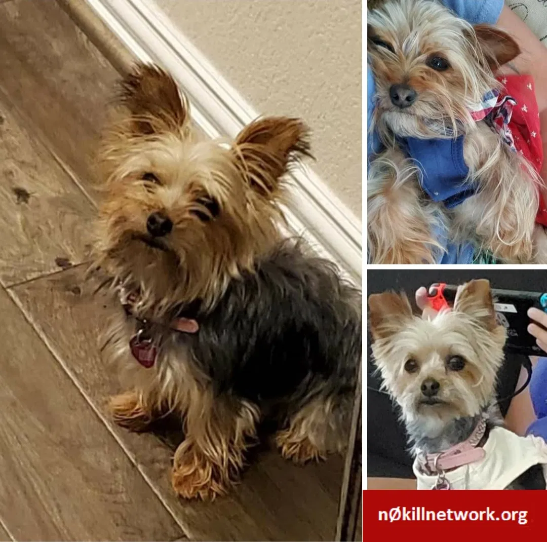 Lost dog in Hutto, TX, 78634