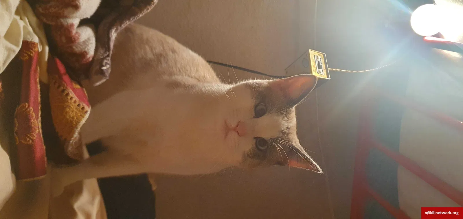 Lost cat in Richmond, CA, 94804