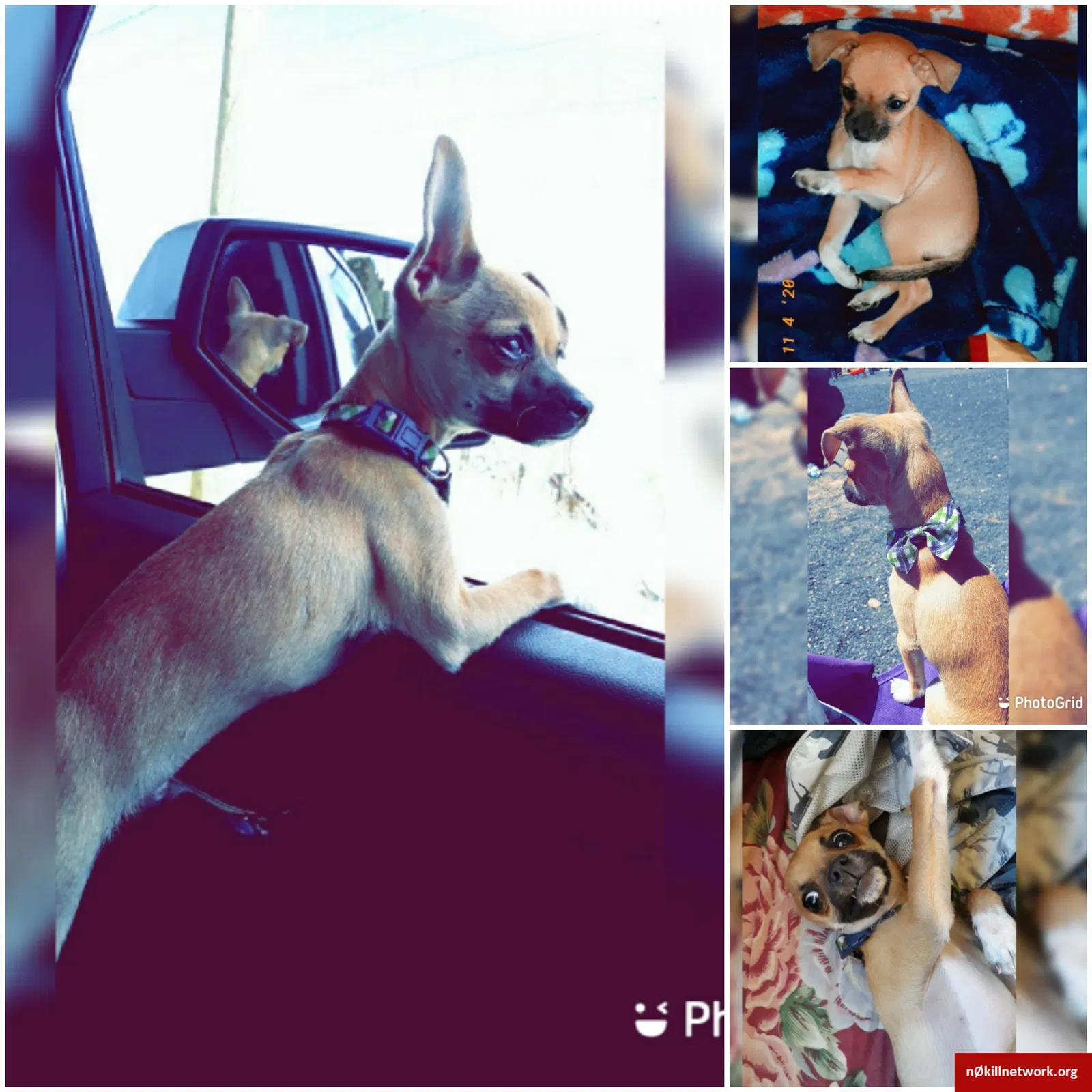Lost dog in Mesa, AZ, 85215