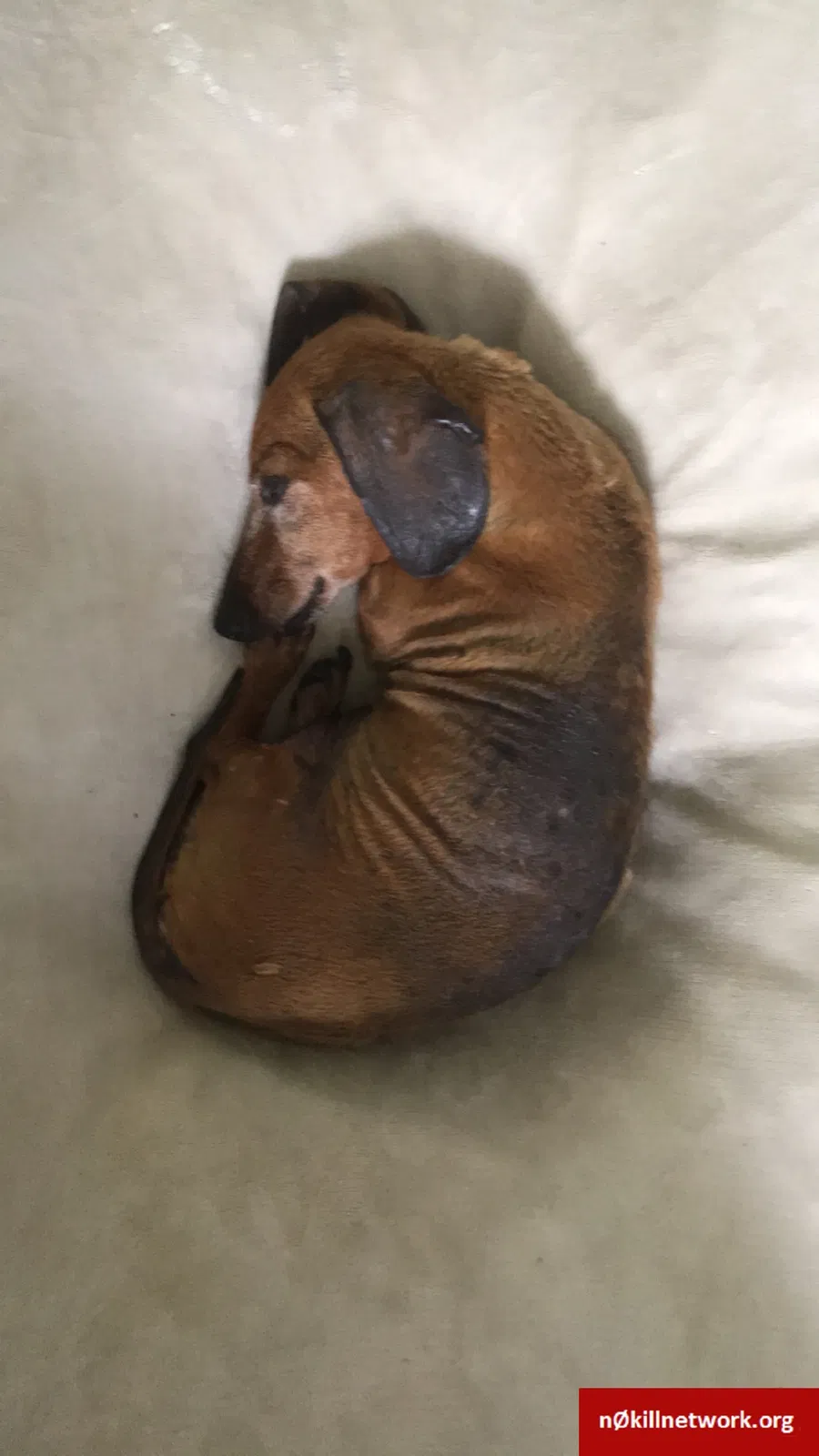 Lost dog in Summerville, SC, 29485